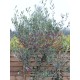 Olive Tree (Olea Europaea) 'Forma Toscana' 