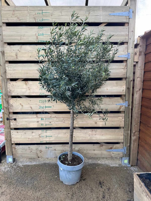 Olive Tree (Olea Europaea) 1/2 Std 260cm