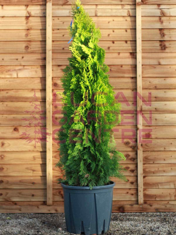 Thuja orientalis 'Pyramidalis Aurea' (Golden Pyramidal Thuja)