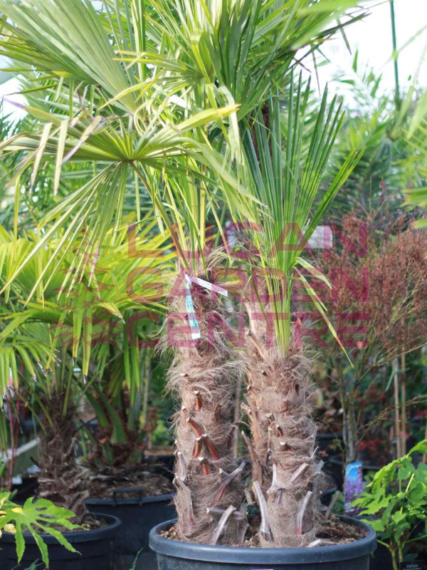 Trachycarpus Fortunei XL