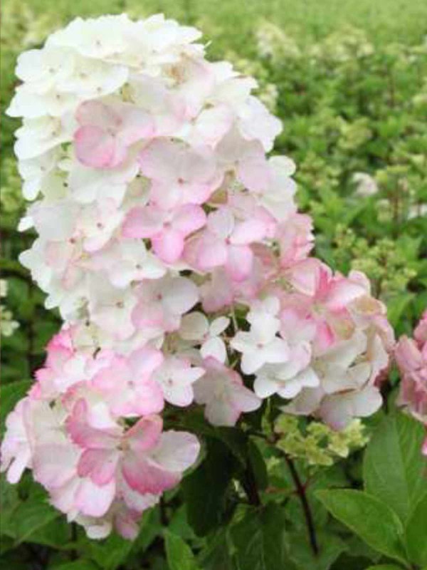 Hydrangea 'Fraise Melba'