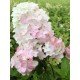 Hydrangea 'Fraise Melba'