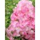 Hydrangea 'Fraise Melba'