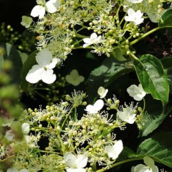 Hydrangea Petiolaris