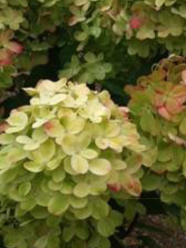 Hydrangea 'Grafitti'