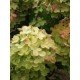 Hydrangea 'Grafitti'