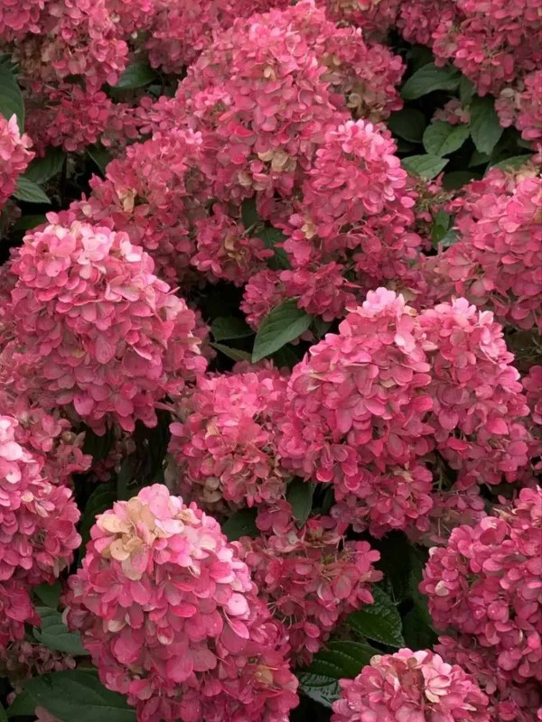 Hydrangea 'Bonfire'