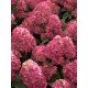 Hydrangea 'Bonfire'