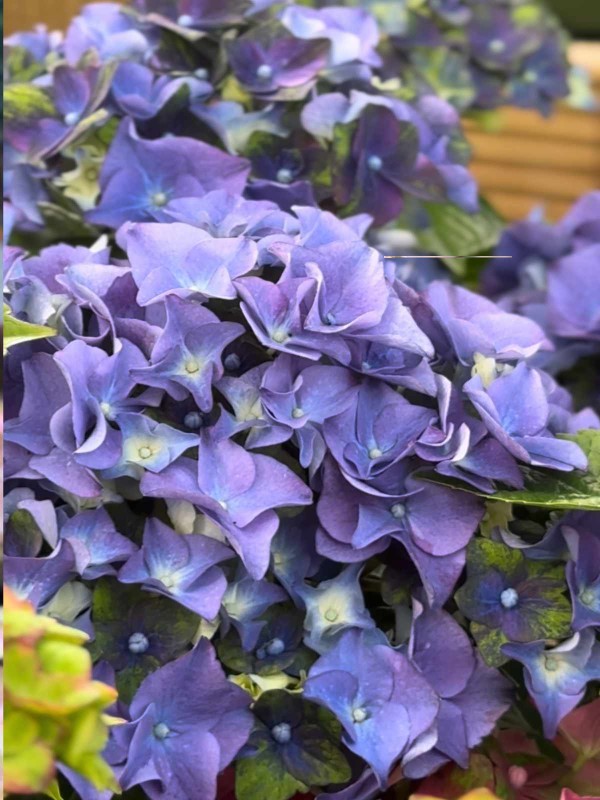 Hydrangea  macrophylla in variety