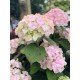 Hydrangea  macrophylla in variety