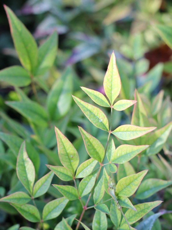 Nandina 'Obsessed'