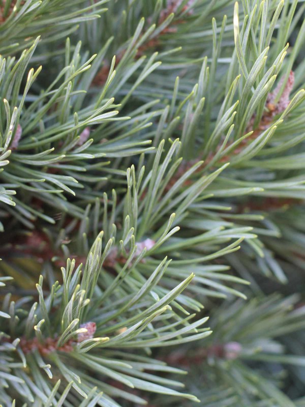 Pinus sylvestris 'Watereri'