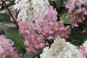 What to do in the Garden in August