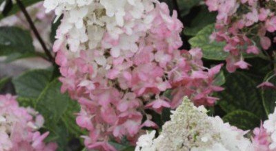 What to do in the Garden in August