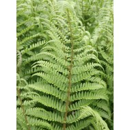 Dryopteris filix-mas