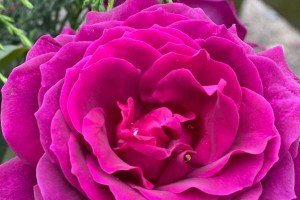 What to do in the Garden in June