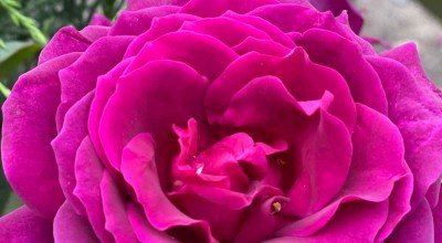 What to do in the Garden in June