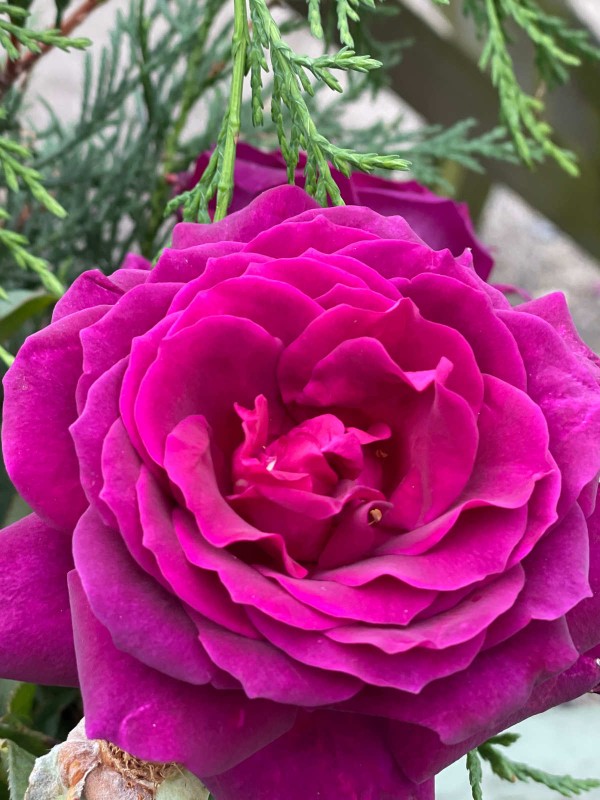Rosa 'Big Purple'