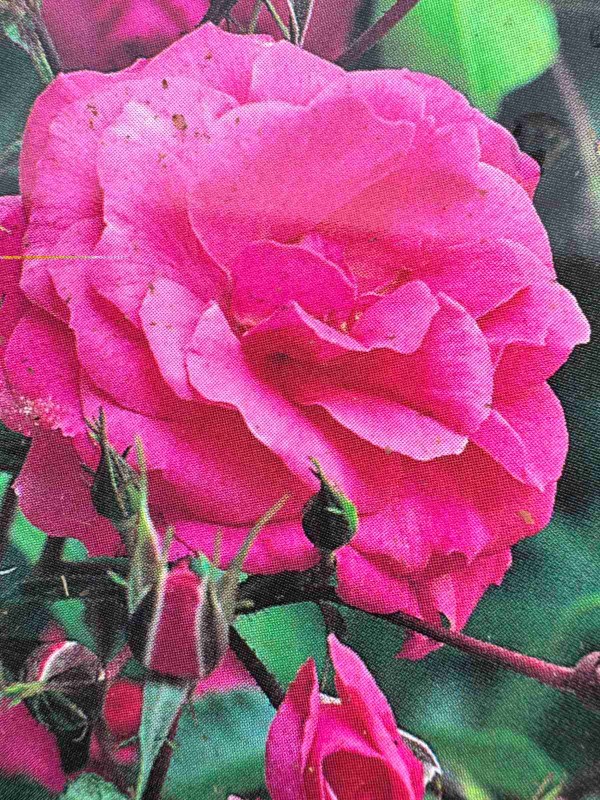 Rosa \'Wiltshire\'