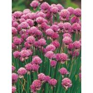 Chives