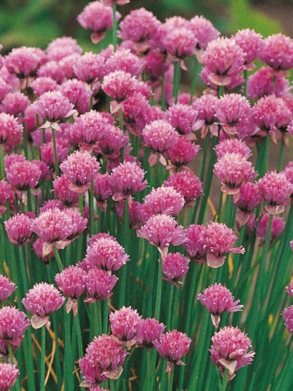 Chives Seeds 