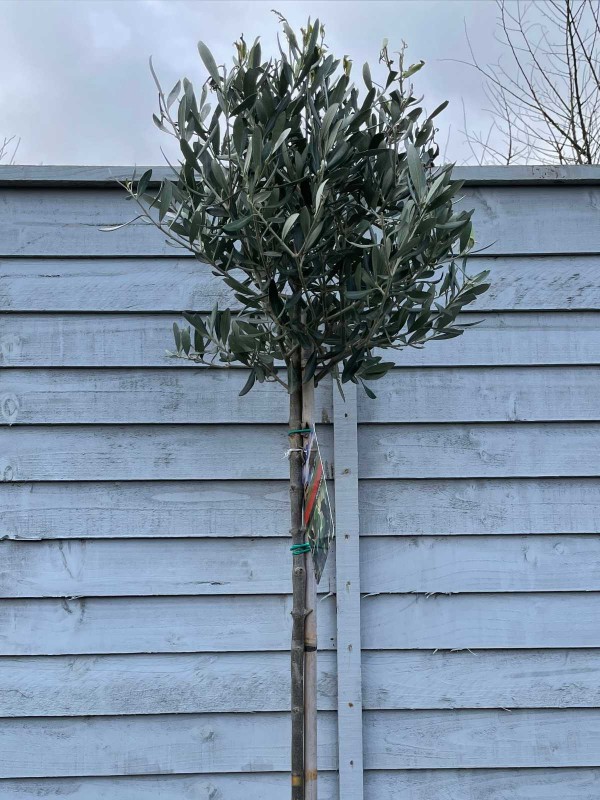 Olive Tree 'Olea Europaea' 1/2 Std 90cm
