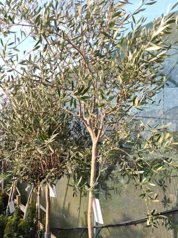 Olive Tree 'Olea Europaea' 1/2 Std 220cm