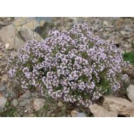Thymus in variety
