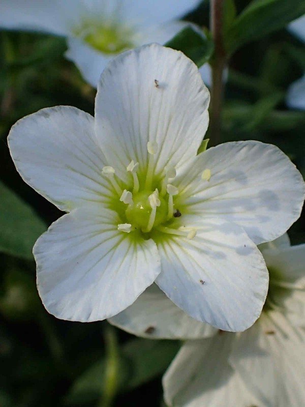 Alpines / Rockery plants in Variety