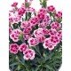 Dianthus 'Pink Kisses' 