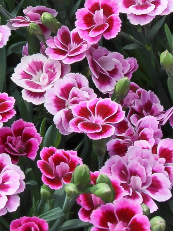 Dianthus 'Pink Kisses' Dianthus 'Pink Kisses'