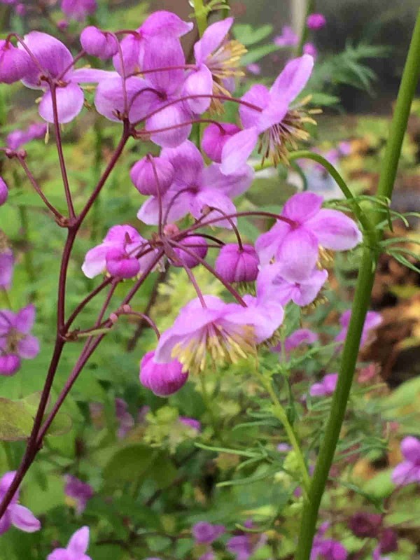 Thalictrum 'Hewitts Double'