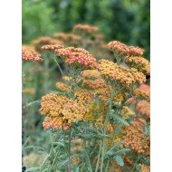 Achillea 'Safron'