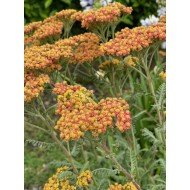 Achillea 'Safron'