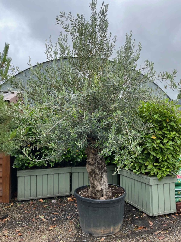 Olive Tree 'Olea Europaea' 1/2 Std 300cm