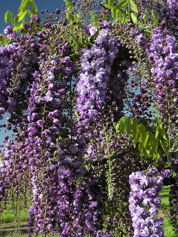 Wisteria in variety