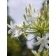 Agapanthus 'Polar Ice' 