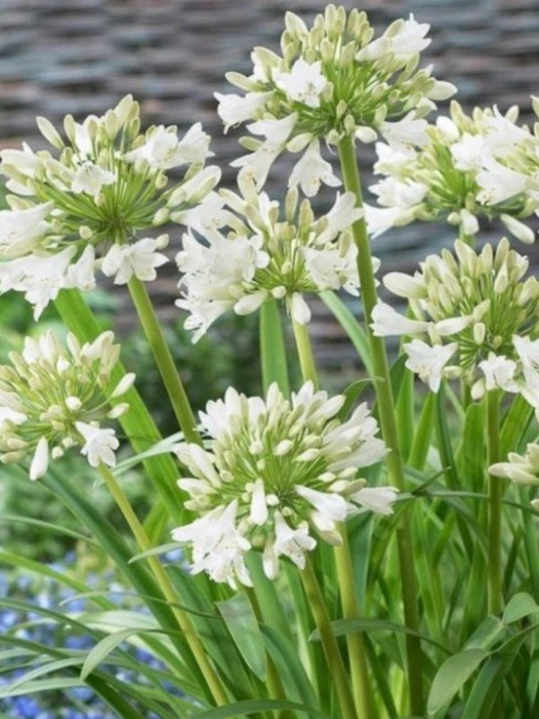 Agapanthus 'Polar Ice' 