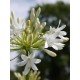 Agapanthus 'Polar Ice' 