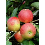 Apple Malus 'Elster'