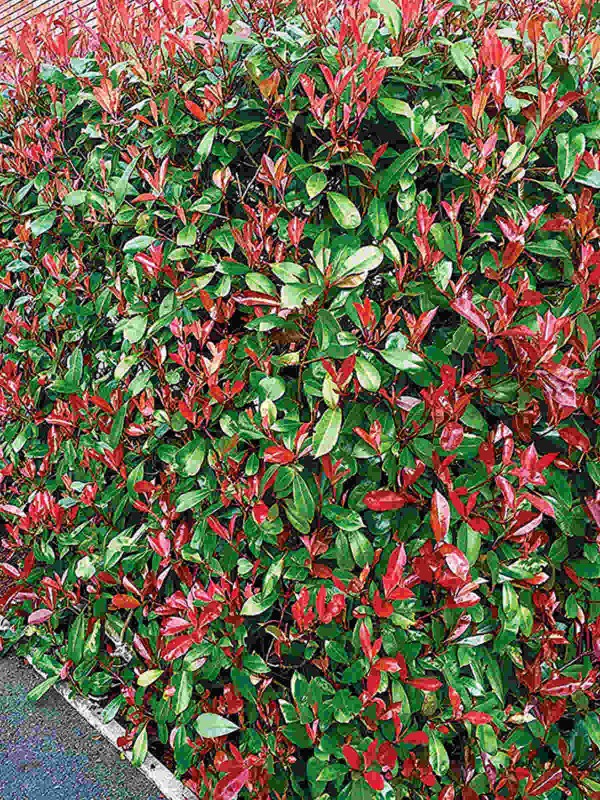 Photinia 'Carre Rouge' 50 - 60cm 2L