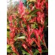 Photinia 'Carre Rouge' 50 - 60cm 2L