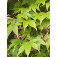 Acer 'Osakazuki' 