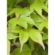 Acer 'Osakazuki' 