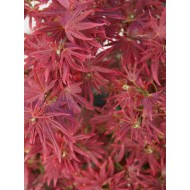 Acer 'Trompenburg' 