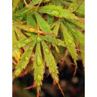 Acer 'Jerre Schwartz' 