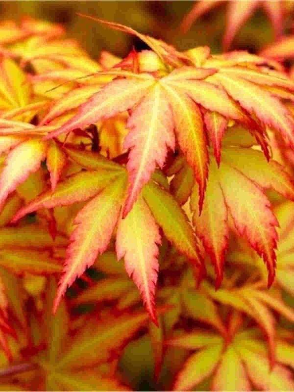 Acer 'Orange Dreams'