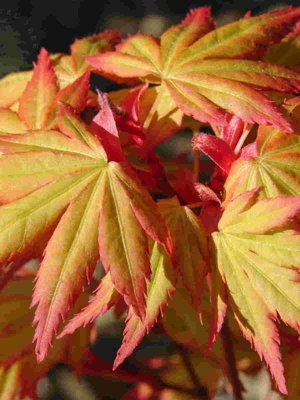 Acer 'Orange Dreams'