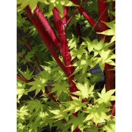 Acer pal. 'Sangu Kaku' (s)