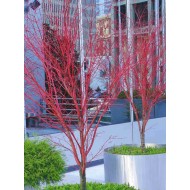 Acer pal. 'Sangu Kaku' (s)